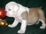 Gezond 5 Mooi Engels bulldog pupjes