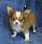 Chihuahua pup voor vrije adoptie