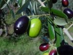 Extra vergin olijfolie