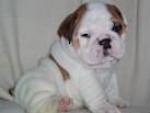 Zuiver ras ENGELS BULLDOG PUPPIES TE KOOP