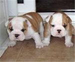 Zuiver ras ENGELS BULLDOG PUPPIES TE KOOP