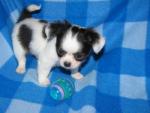 Mooie Chihuahua pups.