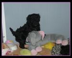 middenslag poedel pups