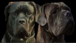 verwacht cane corso pups