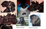 Zwarte labradrpups met stamboom