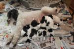 Mooie harlekijn konings poedel pup reutje