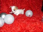 prachtig Chihuahua pups
