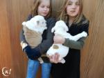 Gezond Engels bulldog pups