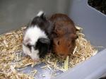 Jonge cavia's