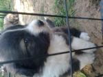 Kaukasische herder pups <GRATIS>