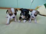 Chihuahua pup/pups te koop