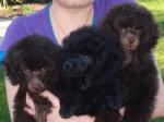 Toypoedel pups