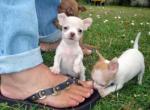 Chihuahua pups te koop(120�)