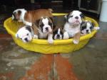 Engelse Bulldog pup teefje met stamboom FCI