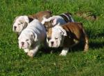 Mooie en gezonde Engels bulldog pups