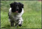 fotoshoot alle honden winschoten