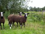 Stamboek Zwartbles ramlammeren
