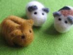 6 tal kleine cavia's wegens vermindering hobby