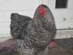 Brahmahaantjes (Kleur: Koekoek)