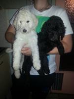 Grote poedel pups