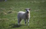 Kopple bijzondere schapen