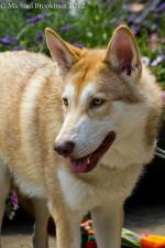 Saarlooswolfhond pups verwacht
