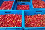 sierappeltjes Red Sentinel