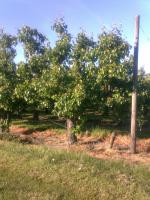 Appelbomen Jonagold, Elstar, Boskoop enz.