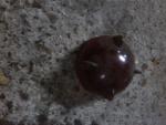glas militair achterlicht rood