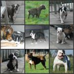 Old English Bulldog Pups