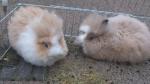 2 tamme konijntjes