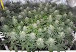 auto flowers semi auto flowers fem seeds
