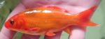 Kois 8 tot 25cm