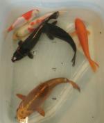 Kois 8 tot 30cm