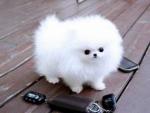 Super knappe prachtige keeshond/pomeriaantjes!! be