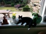 Kattenoppas