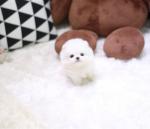 Pommeren puppy te koop