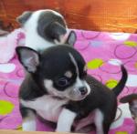 chihuahua pups