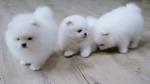 Super knappe prachtige keeshond/pomeriaantjes!! be