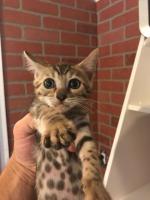 perfecte Bengaalse kitten voor cadeau