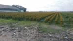 Thuja smaragd 25/30+ 40 blw plantgoed