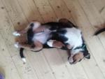 Appenzeller Sennenhund Welpen mit Papiere