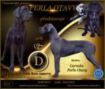 Deutsche Dogge blau und schwarz mit Stammbaum