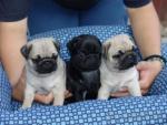 Super knappe Mopspupjes beschikbaar,