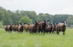 Stamboek (NZS) Zwartbles ooi- en ramlammeren. 