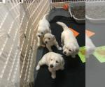 Golden Retriever-puppy's