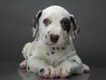 cute dalmatian puppy looking for a new home. 
